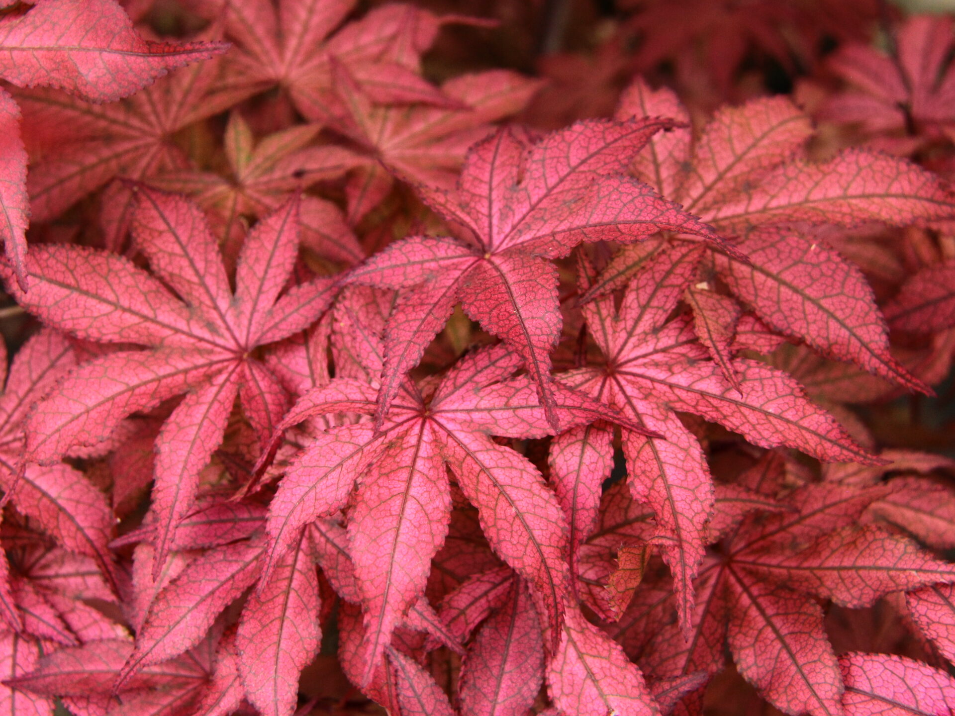 Japanese Maples by Conifer Kingdom