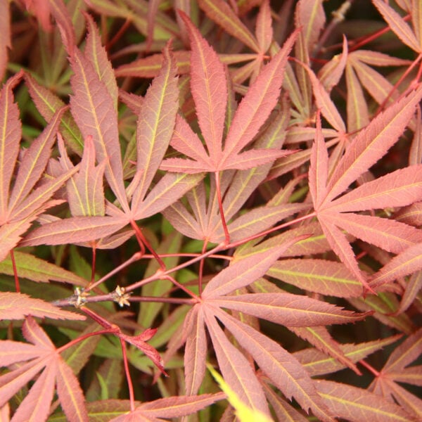 Acer palmatum 'Beni yubi gohan' Japanese Maple