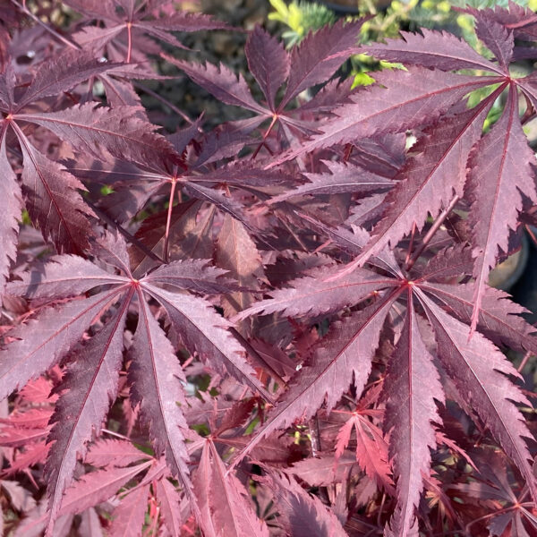 Black Lace Japanese Maple