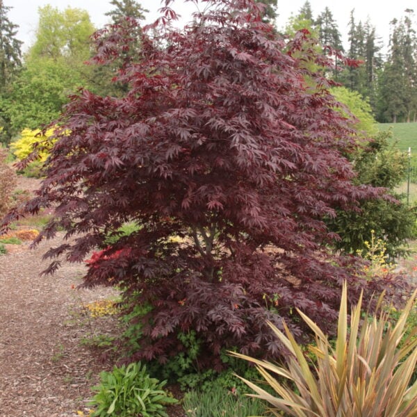 Acer palmatum 'Black Lace' Japanese Maple