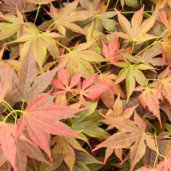 Acer palmatum 'Iijima sunago' Japanese Maple