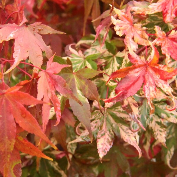 Acer palmatum 'Koto buki' Japanese Maple