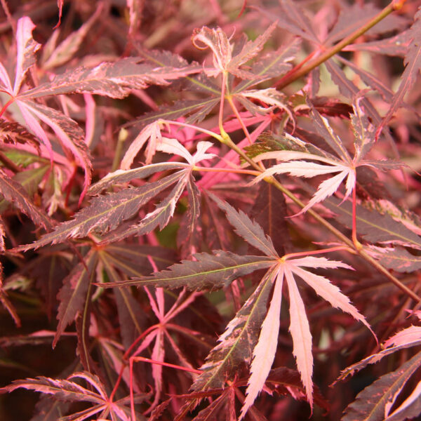 Lileeanne's Jewel Japanese Maple