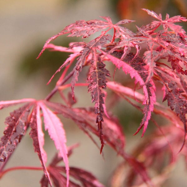 Acer palmatum 'Lileeanne's Jewel'