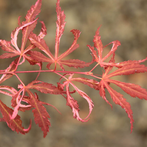 Acer palmatum 'Lileeanne's Jewel'