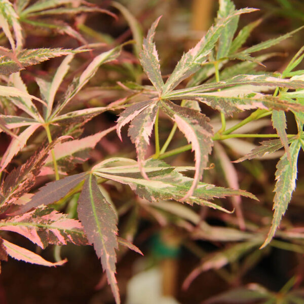 Lileeanne's Jewel Japanese Maple