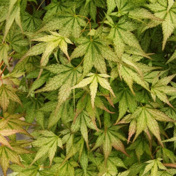Acer palmatum 'Peve Multicolor' Japanese Maple
