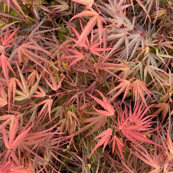 Acer palmatum 'Pung kil' Japanese Maple