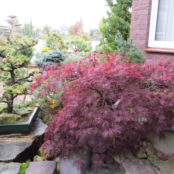 Acer palmatum 'Red Filigree Lace' Japanese Maple
