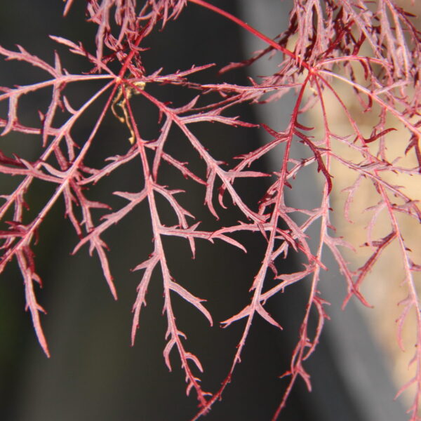 Acer palmatum 'Red Filigree Lace' Japanese Maple