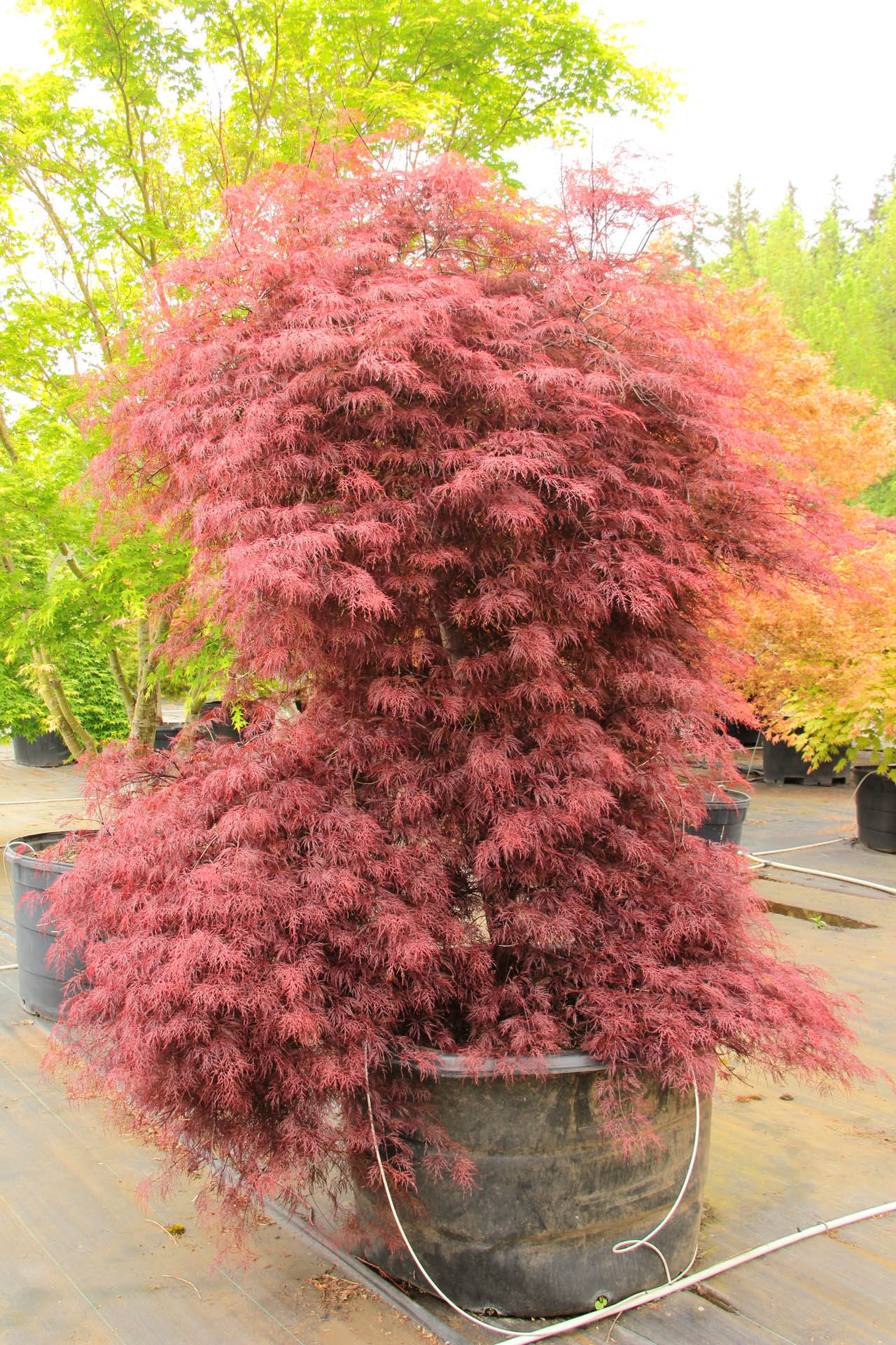 Acer palmatum 'Red Filigree Lace' Japanese Maple Conifer Kingdom