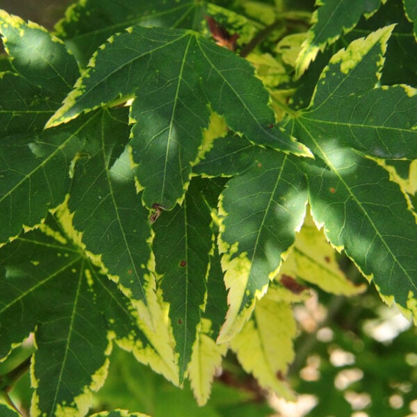 Acer palmatum 'Sagara nishiki' Japanese Maple