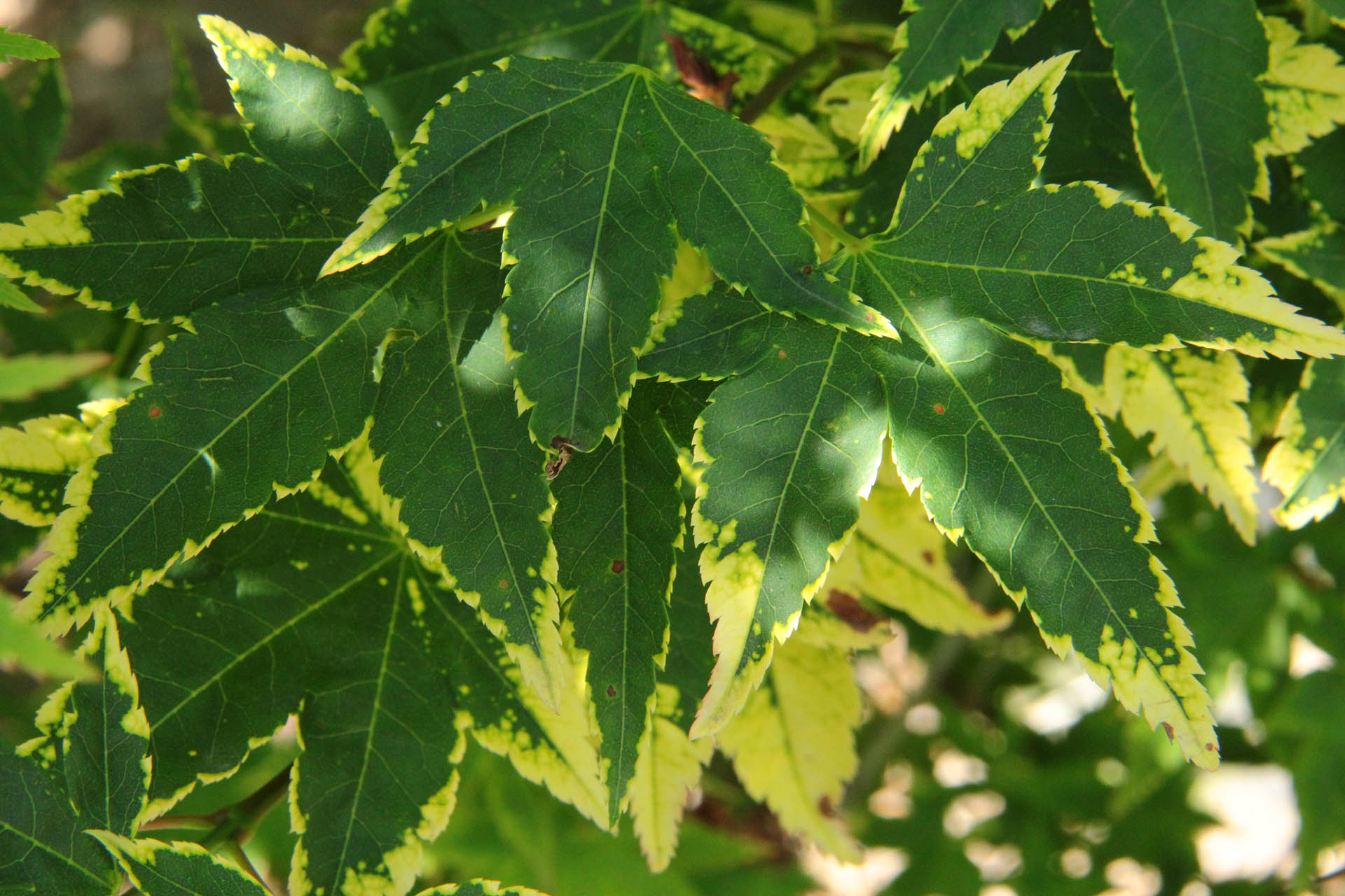 Acer palmatum ‘Sagara nishiki’
