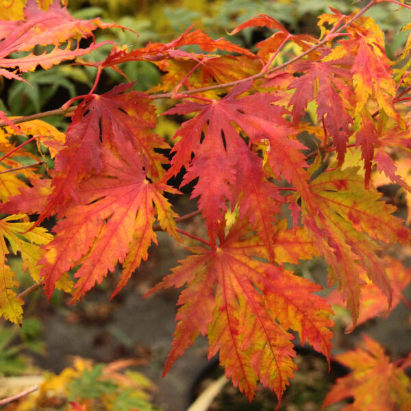 Acer palmatum 'Sister Ghost' Japanese Maple