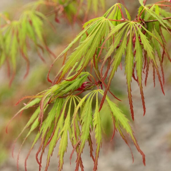 Spring Delight Japanese Maple