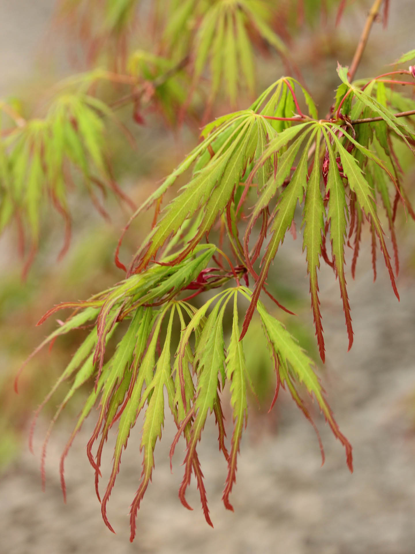 Spring Delight Japanese Maple