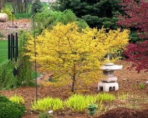 Acer palmatum 'Ueno yatsubusa' Japanese Maple