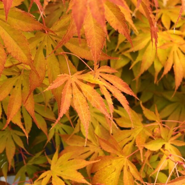 Acer palmatum 'Wintergold' Japanese Maple