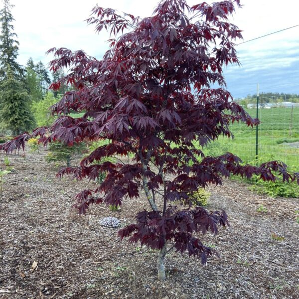 Acer palmatum 'Black Lace'