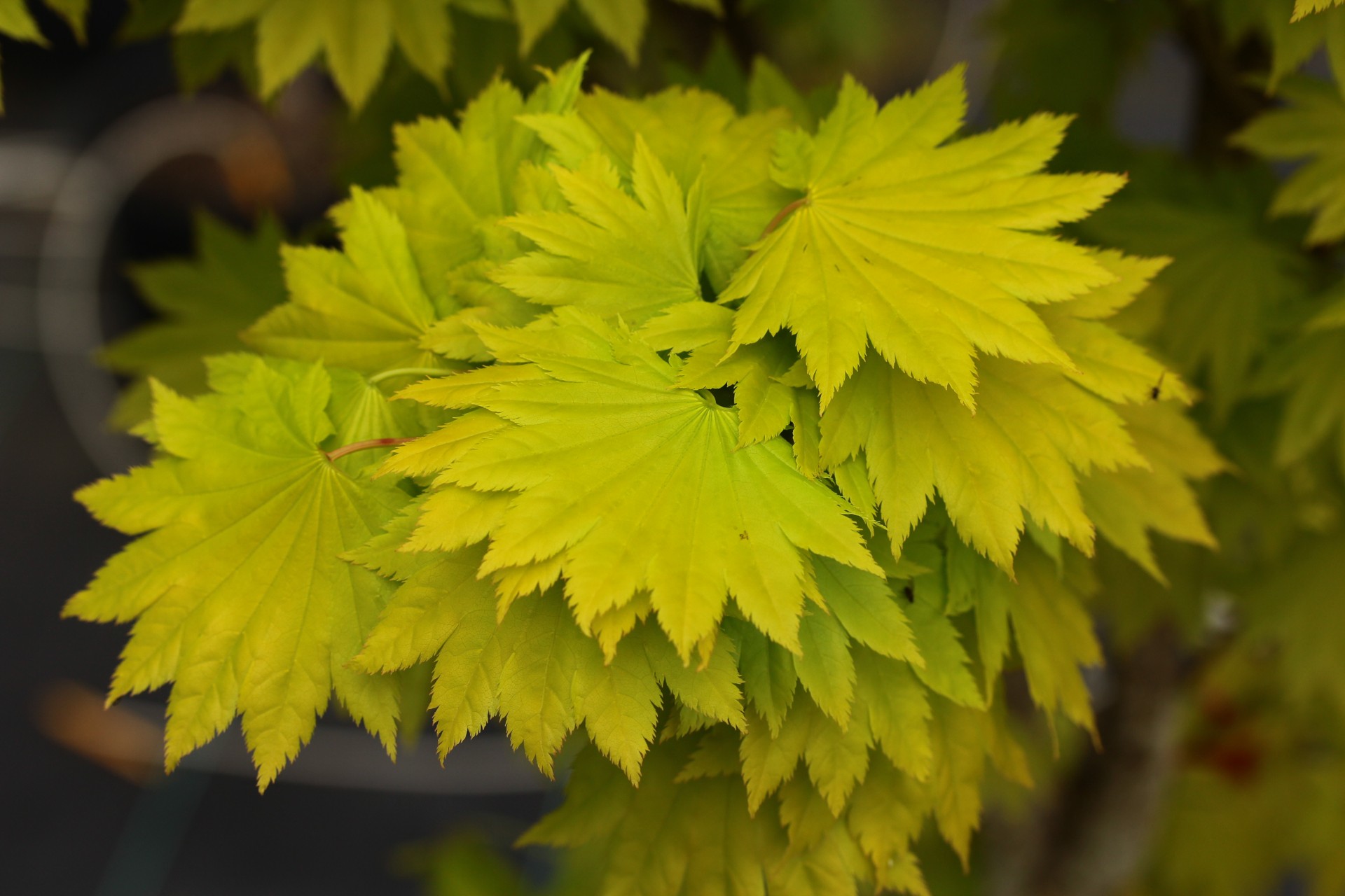 Acer shirasawanum