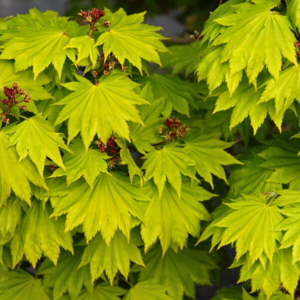 Acer shirasawanum 'Aureum'