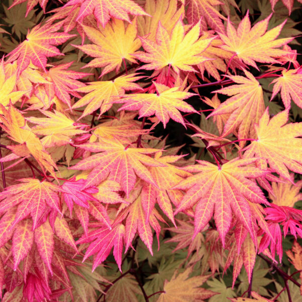 Acer shirasawanum 'Autumn Moon'