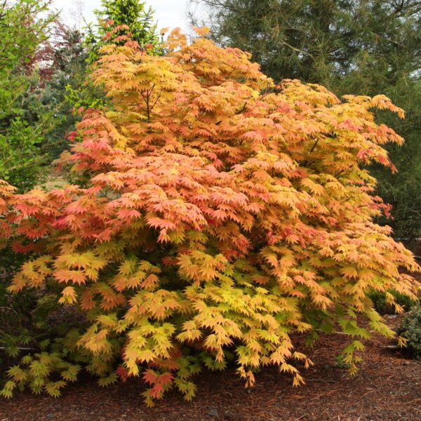 Acer shirasawanum 'Autumn Moon'