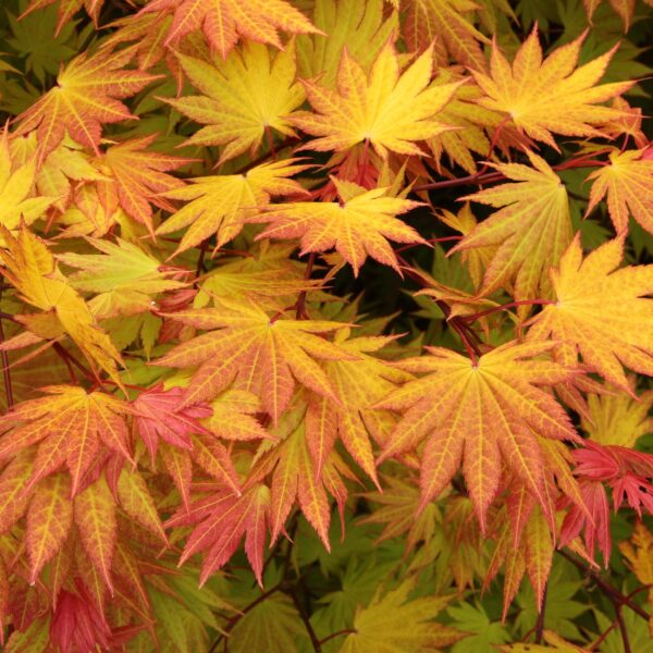 Acer shirasawanum ‘Autumn Moon’