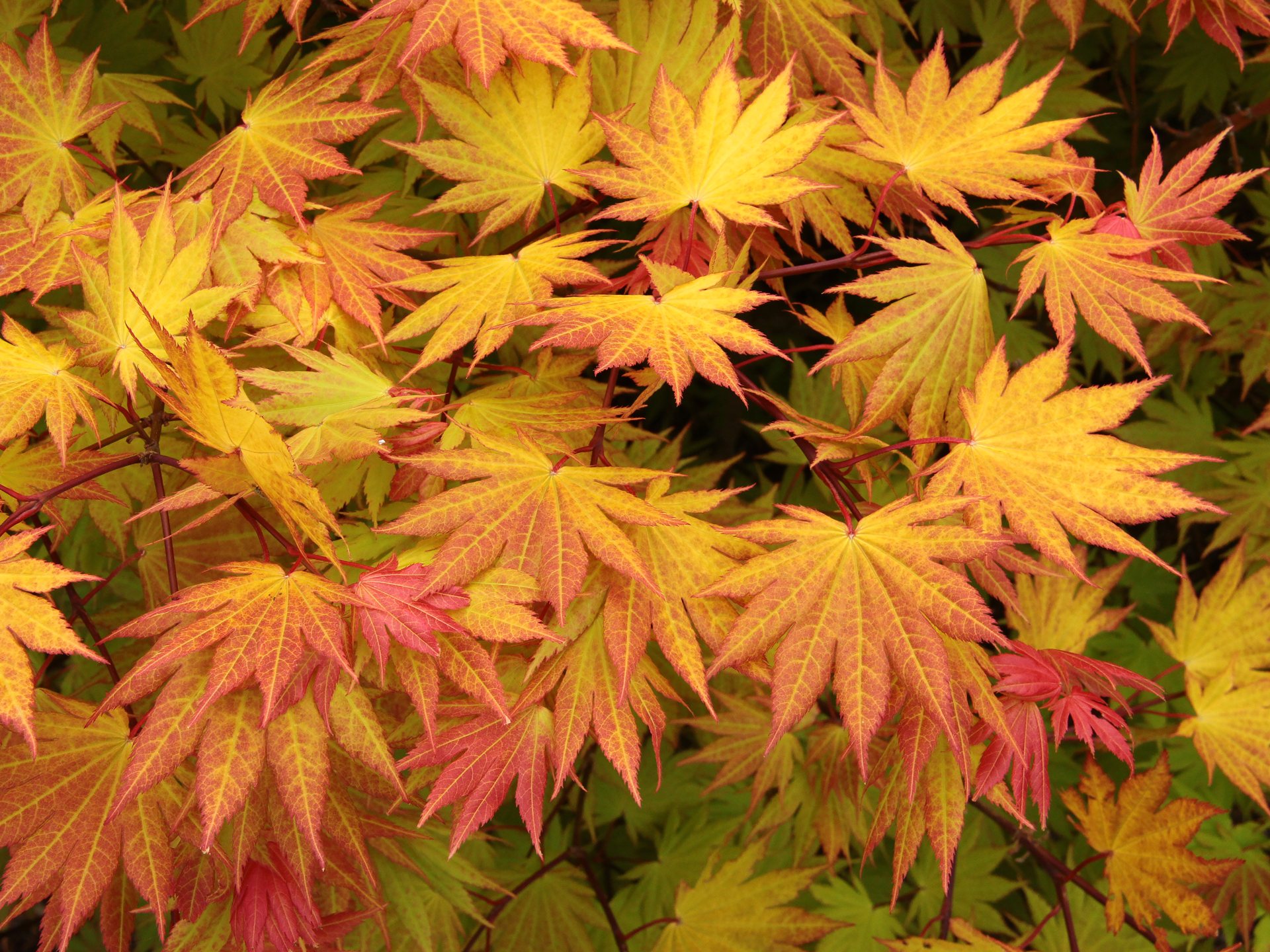 Acer shirasawanum ‘Autumn Moon’