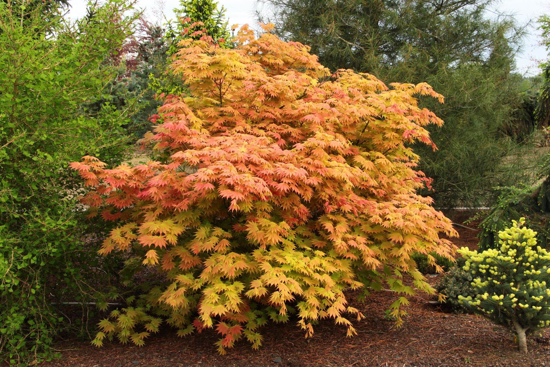 Acer Shirasawanum Autumn Moon Japanese Maple Conifer Kingdom