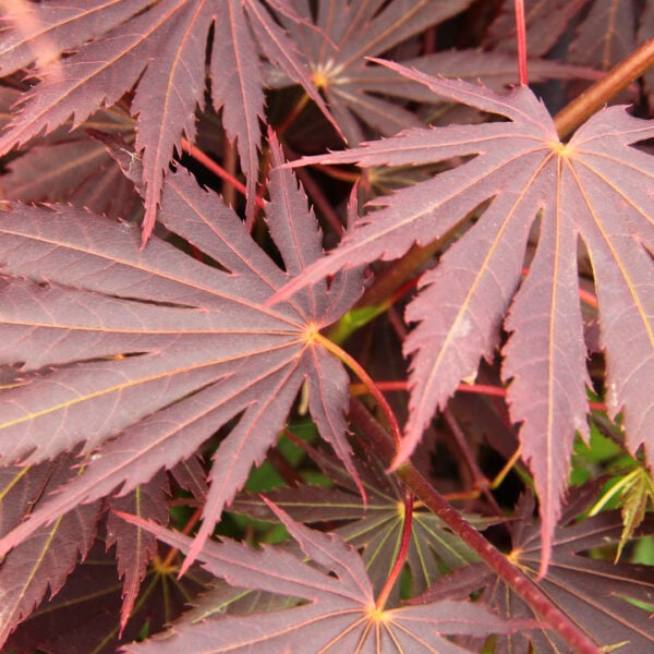 Acer shirasawanum 'Yasemin' Full Moon Maple