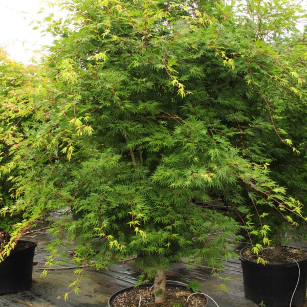 Acer sieboldianum 'Shoryu no tsume' Siebold Maple