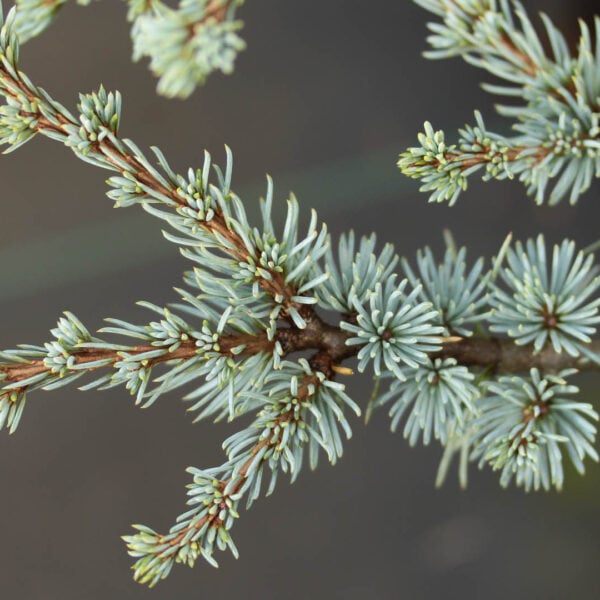 Cedrus atlantica 'Horstmann' Atlas Cedar
