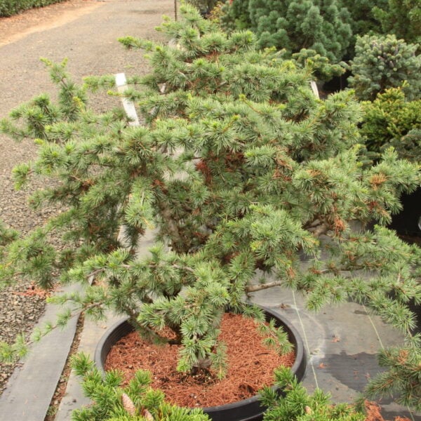 Cedrus atlantica 'Liliput' Atlas Cedar
