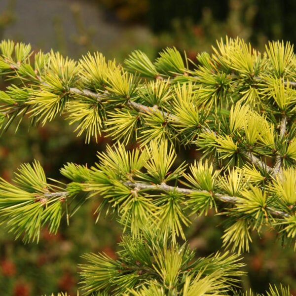Cedrus atlantica 'Sahara Ice' Atlas Cedar