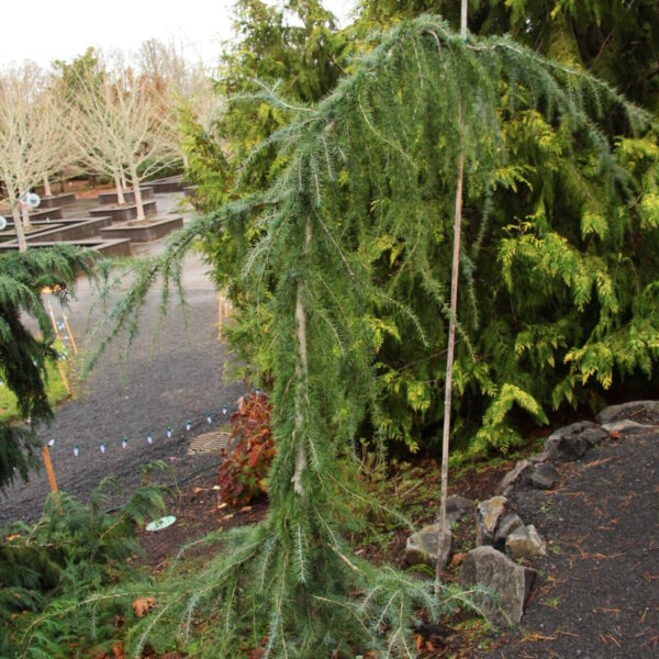 Cedrus deodara 'Blue Snake' Himalayan Cedar
