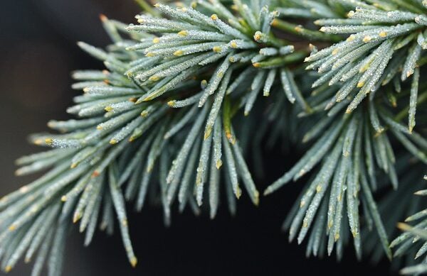 Cedrus deodara 'Devinely Blue' Himalayan Cedar