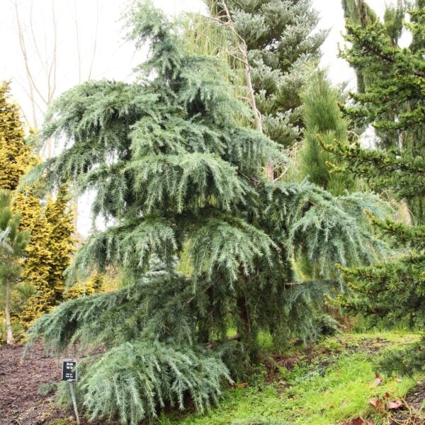 Cedrus deodara 'Feelin' Blue' Himalayan Cedar