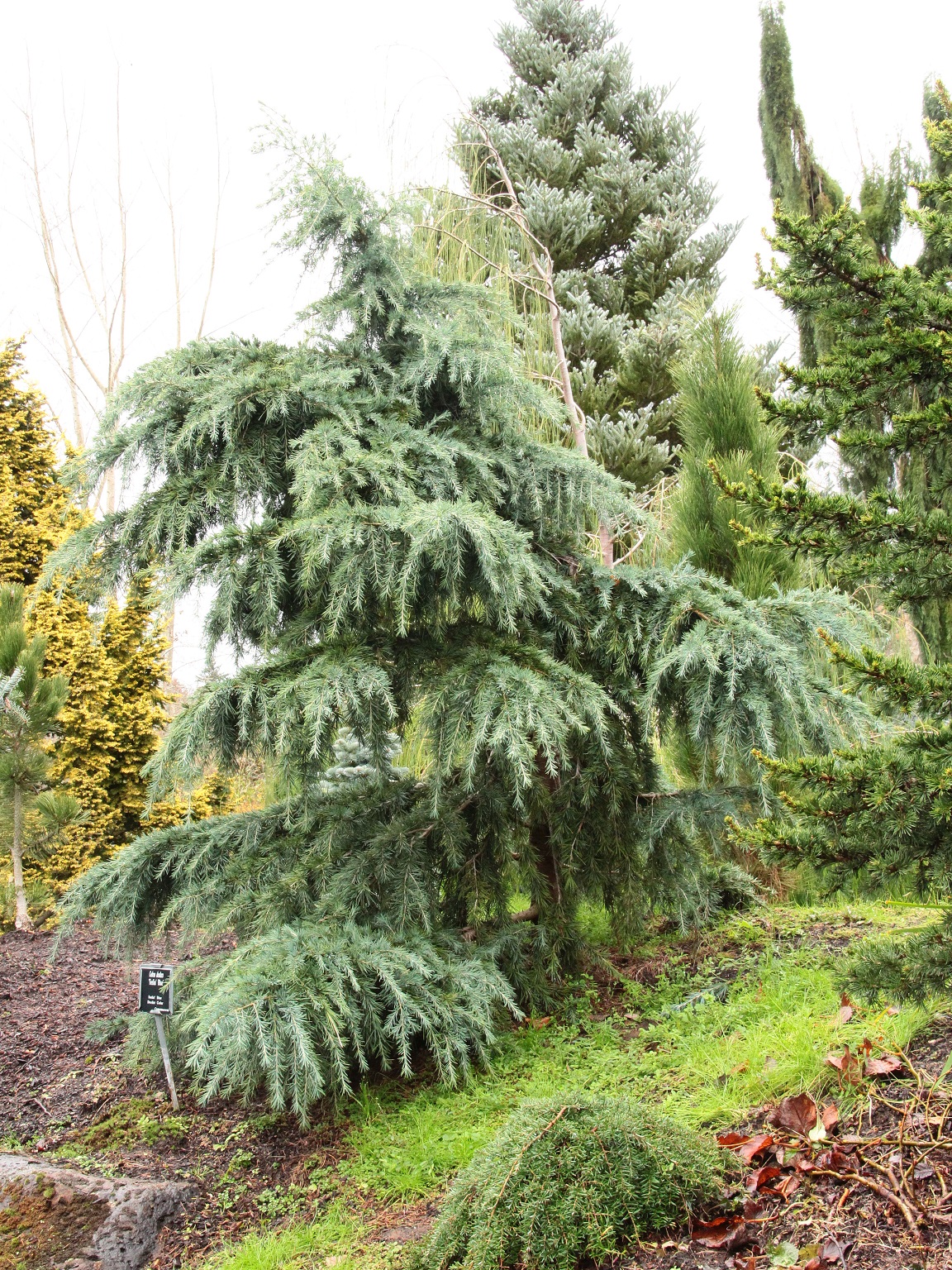 Cedrus deodara ‘Feelin’ Blue’