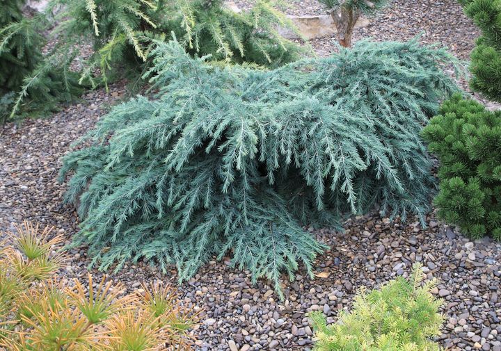 Cedrus deodara Feelin' Blue | Weeping Himalayan Cedar | Conifer