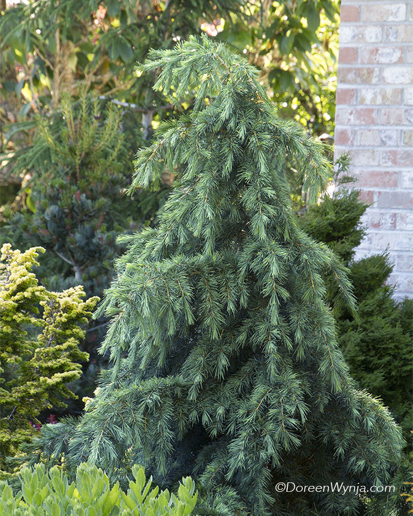Cedrus deodara 'Feelin' Blue' Himalayan Cedar Conifer Kingdom