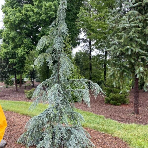 Cedrus deodara 'Eisregen' Himalayan Cedar