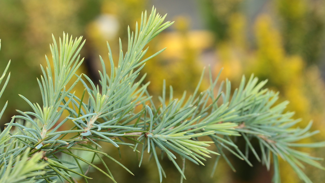 Cedrus deodara Feelin' Blue | Weeping Himalayan Cedar | Conifer