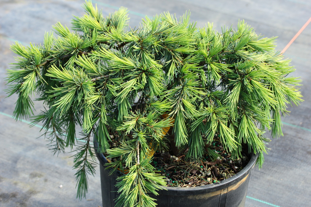 Cedrus deodara 'Feelin' Blue' Himalayan Cedar Conifer Kingdom