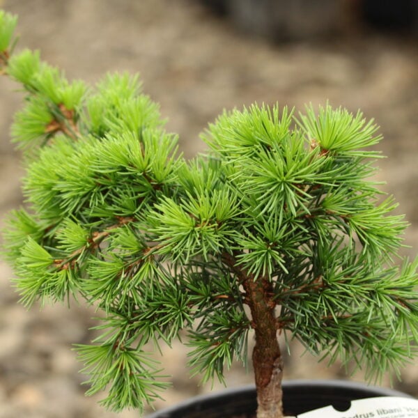 Cedrus libani 'Home Park' Cedar of Lebanon