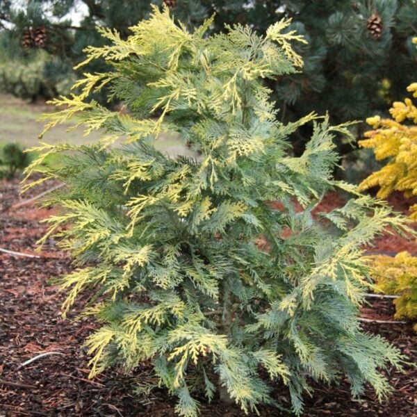Chamaecyparis lawsoniana 'Snow Queen' Lawson Cypress
