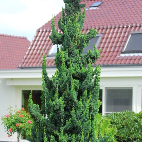 Chamaecyparis lawsoniana 'Wissel's Saguaro' Lawson Cypress