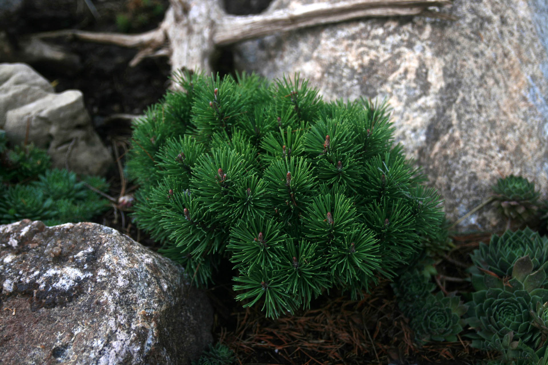 Pinus mugo 'Teeny'