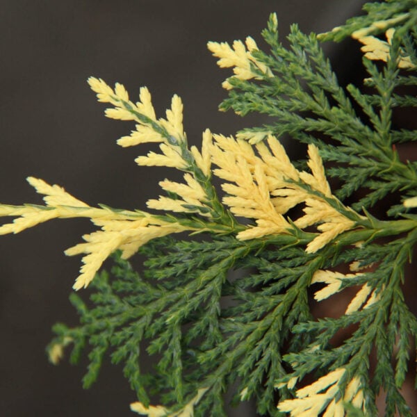 Cupressus nootkatensis 'Sparkling Arrow' Alaskan Cedar