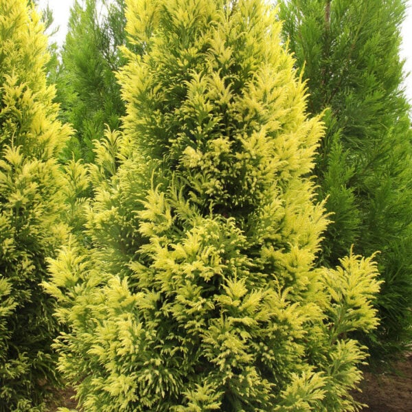Cryptomeria japonica 'Sekkan' Japanese Cedar